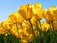 /album/galeria-de-fotos/tulips-jpg/